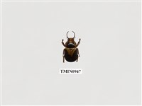 藏品(文龍角金龜)的圖片